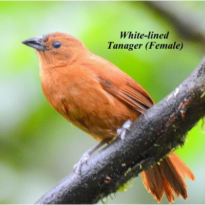 White-lined Tanager (Female)